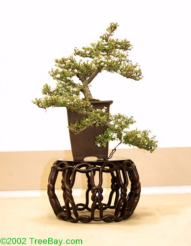 sm_20020421Kusamura 094_adj.jpg